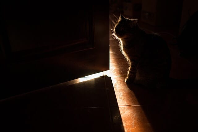 Do Cats See In The Dark: Interesting Facts, Features Of Cat Vision