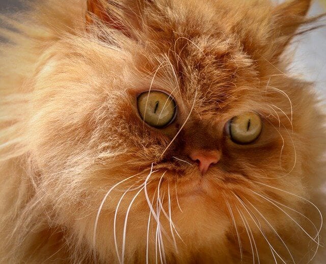 6 Orange Cat Breeds: Genetics & Specificity (With Pictures)