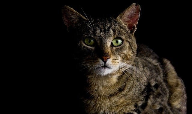 Do Cats See In The Dark: Interesting Facts, Features Of Cat Vision