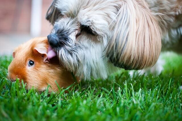 Why Are Guinea Pigs Called Guinea Pigs? (Facts )