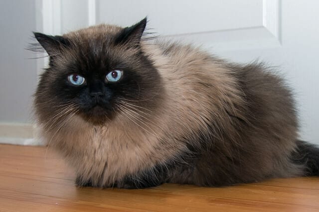 9 cat breed similar to siamese