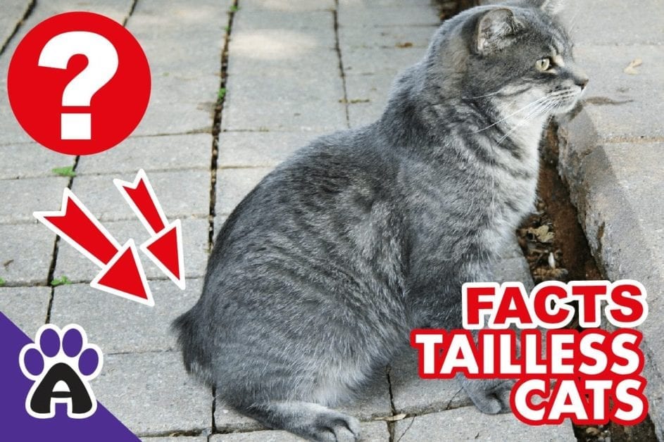 4 Short Tail Cat Breeds: Features & Character of Amazing Pets