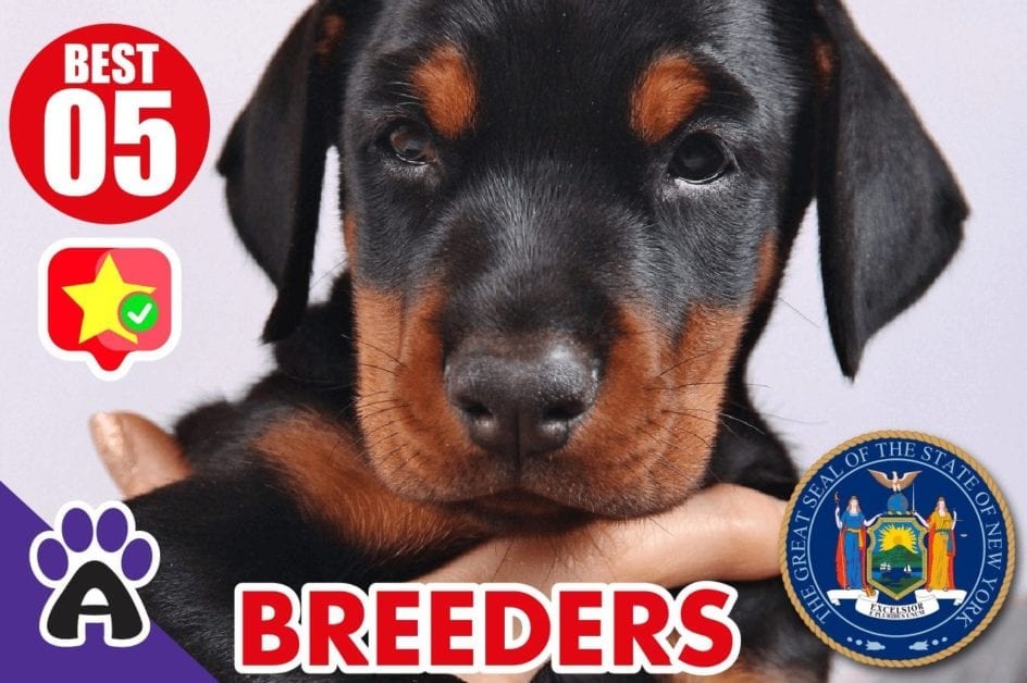 5 Best Reviewed Doberman Breeders In New York 2021 (Puppies For Sale)