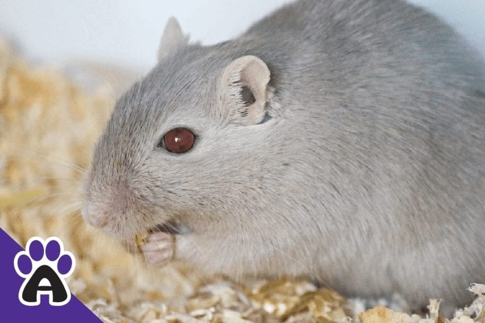 The life expectancy of a gerbil in the wild and at home