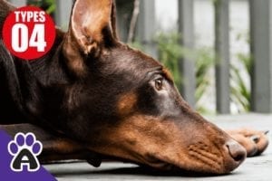 4 Types of Doberman Dogs