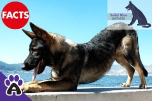The Blue German Shepherd: Facts, Price and More