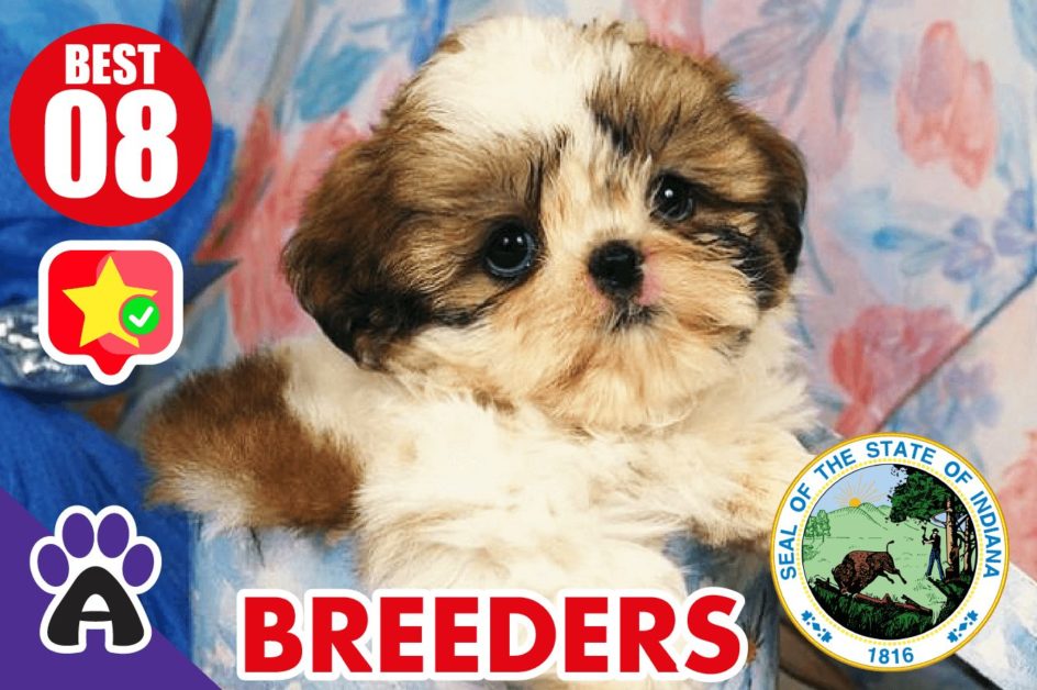 8 Best Reviewed Shih Tzu Breeders In Indiana 2021 (Puppies For Sale)