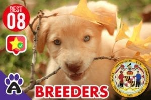 8 Best Reviewed Golden Retriever Breeders In Maryland 2021 (GUIDE)