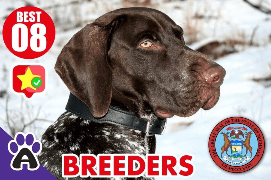 8 Best Reviewed German Shorthaired Breeders In Michigan 2021 (Puppies For Sale)