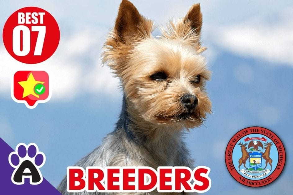 7 BEST REVIEWED YORKSHIRE TERRIERS BREEDERS IN MICHIGAN 2021 (PUPPIES FOR SALE)