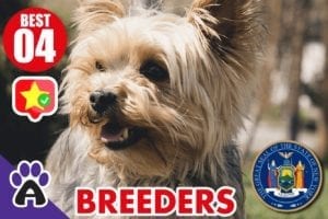 4 Best Reviewed Yorkshire Terriers Breeders In New York 2021 (Puppies For Sale)