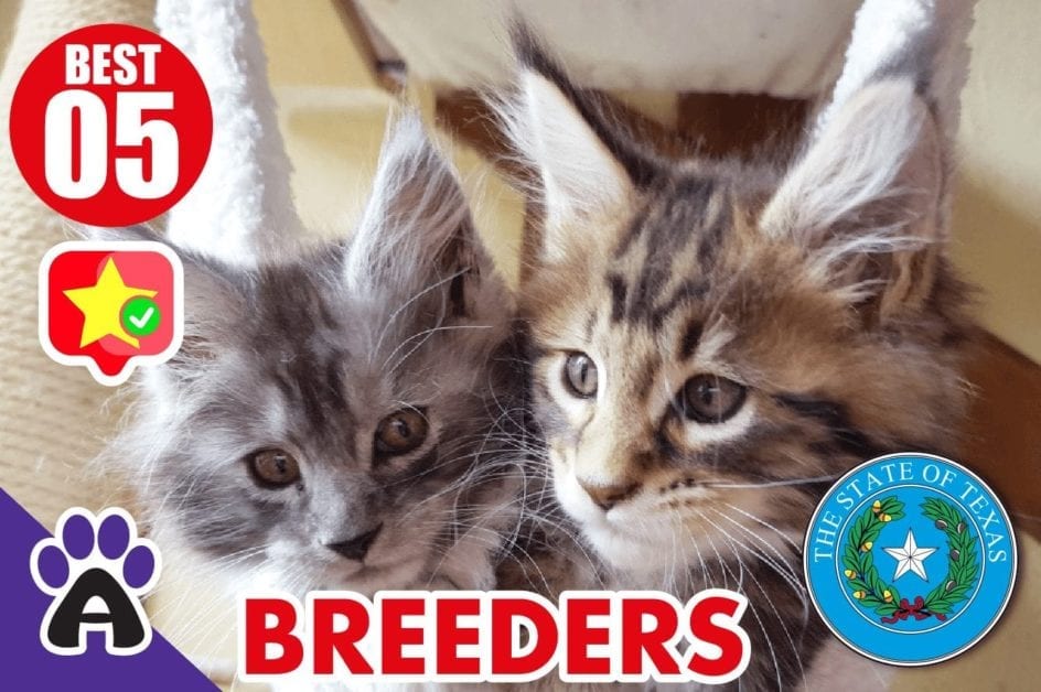 5 Best Reviewed Maine Coon Breeders In Texas 2021 (Kittens For Sale)