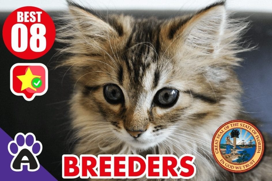 8 Best Reviewed Maine Coon Breeders In Florida 2021 (Kittens For Sale)