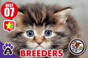 7 BEST REVIEWED MAINE COON BREEDERS IN ILLINOIS 2021 (KITTENS FOR SALE)