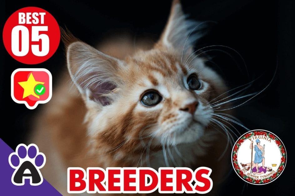 5 Best Reviewed Maine Coon Breeders In Virginia 2021 (Kittens For Sale)