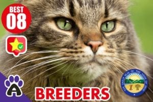 8 Best Reviewed Maine Coon Breeders In Ohio 2021 (Kittens For Sale)