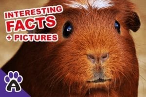 Why Are Guinea pigs called guinea pigs? (Facts + Pictures)