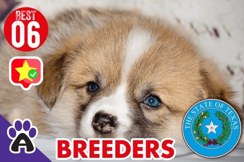 6 BEST REVIEWED CORGI BREEDERS IN Texas 2021 (Puppies For Sale)