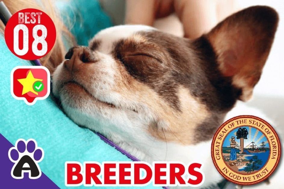 8 Best Reviewed Boston Terrier Breeders In Florida 2021 (Puppies For Sale)