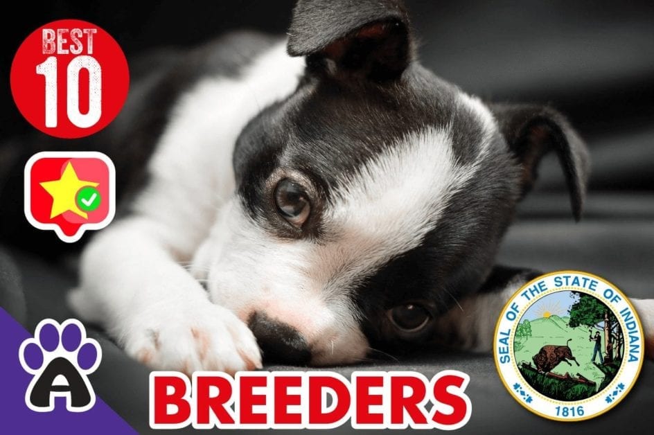 10 Best Reviewed Boston Terrier Breeders In Indiana 2021 (Puppies For Sale)