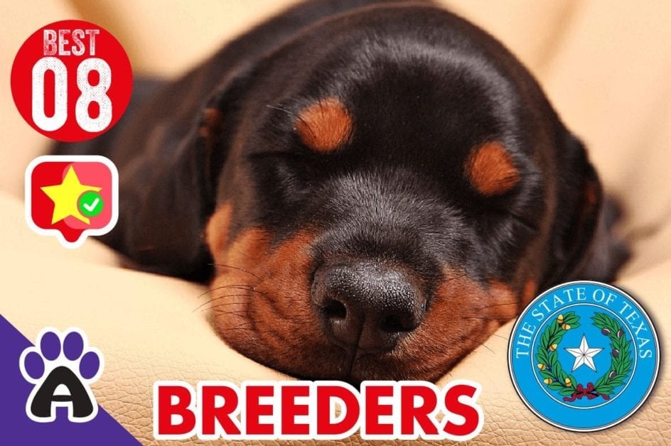 8 Best Reviewed Doberman Breeders In Texas 2021 (Puppies For Sale)