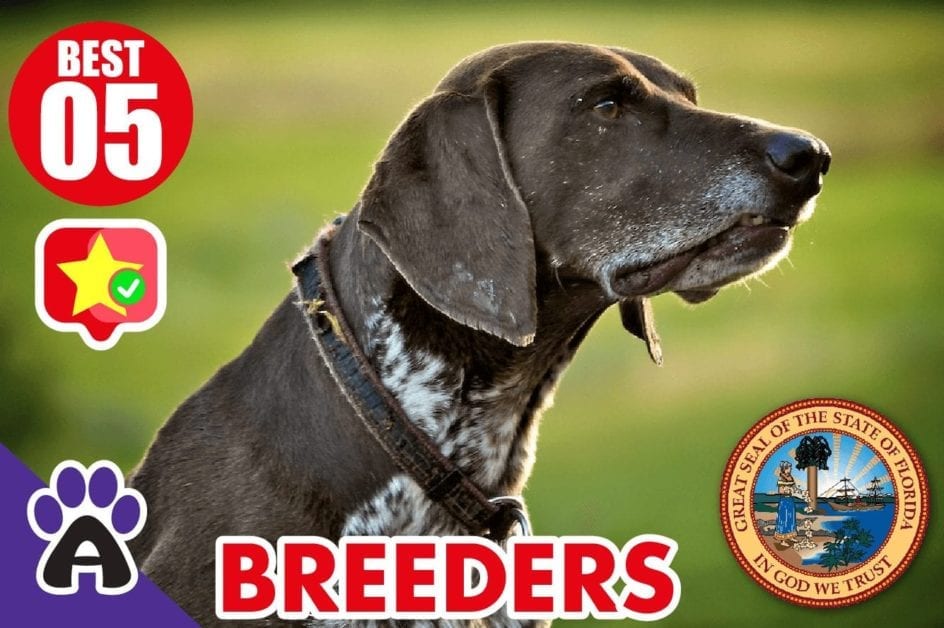 5 Best Reviewed German Shorthaired Breeders Florida 2021 (Puppies For Sale)