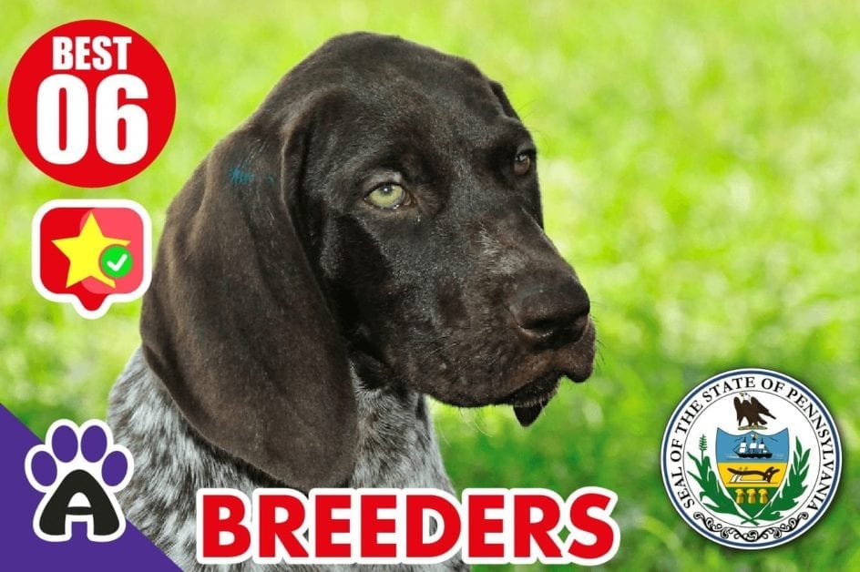 6 Best Reviewed German Shorthaired Breeders In Pennsylvania 2021 (Puppies For Sale)