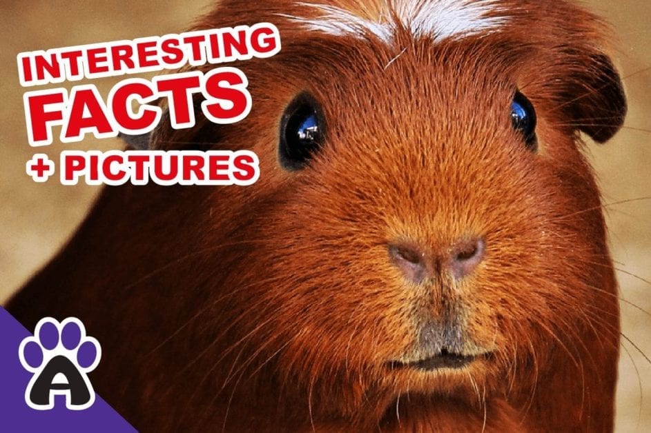 Why Are Guinea pigs called guinea pigs? (Facts + Pictures)