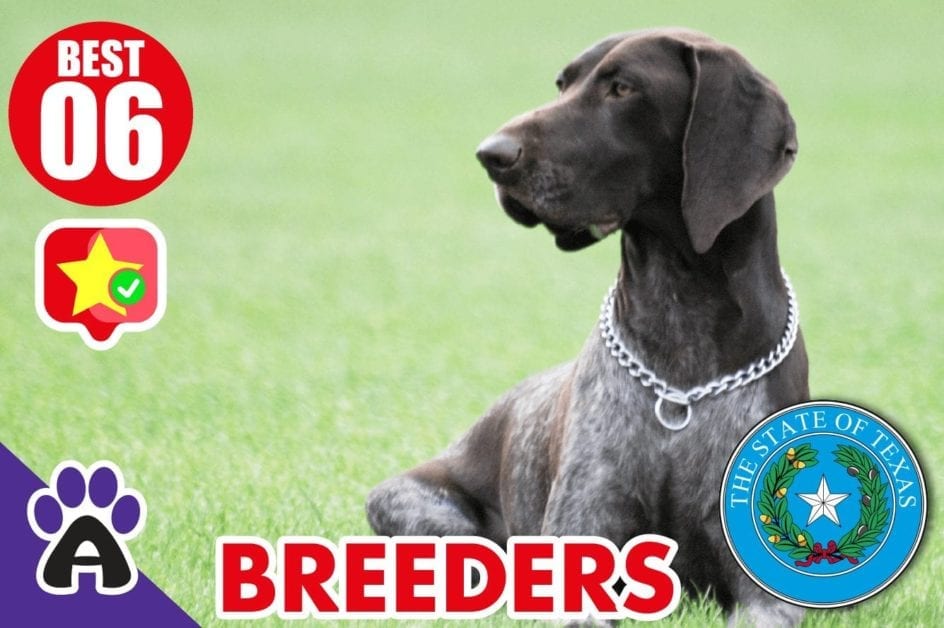 6 Best Reviewed german shorthaired breeders Texas 2021 (Puppies For Sale)