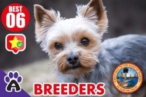 6 Best Reviewed Yorkshire Terriers Breeders In Florida 2021 (Puppies For Sale)