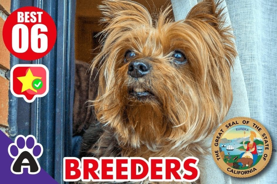 6 Best Reviewed Yorkshire Terriers Breeders In California 2021 (Puppies For Sale)