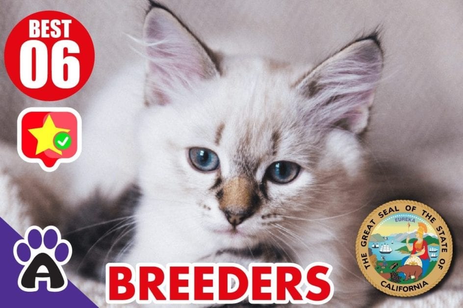 6 Best Reviewed Maine Coon Breeders In California 2021 (Kittens For Sale)