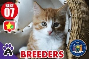 7 Best Reviewed Maine Coon Breeders In New York 2021 (Kittens For Sale)