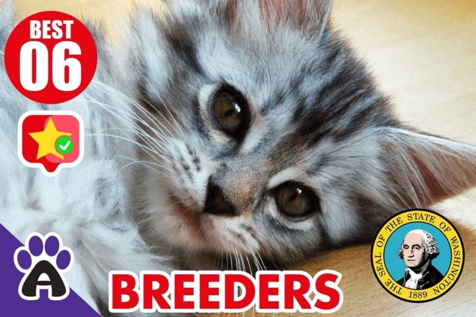 6 Best Reviewed Maine Coon Breeders In Washington 2021 (Kittens For Sale)
