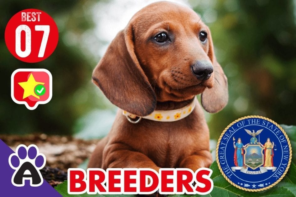 7 Best Reviewed Dachshund Breeders In NY
