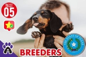 5 Best Reviewed Dachshund Breeders In Texas 2021 (GUIDE)