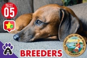 5 Best Reviewed Dachshunds Breeders In California 2021 (GUIDE)