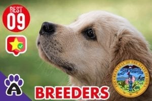 9 Best Reviewed Golden Retriever Breeders In Iowa 2021 (GUIDE)