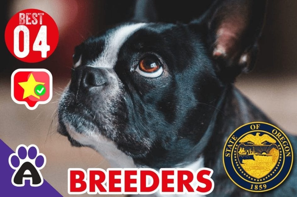 4 Best Reviewed Boston Terrier Breeders In Oregon 2021 (Puppies For Sale)