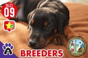 9 Best Reviewed Doberman Breeders In North Carolina 2021 (Puppies For Sale)