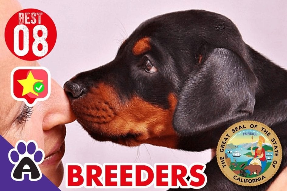 8 Best Reviewed Doberman Breeders In California 2021 (Puppies For Sale)