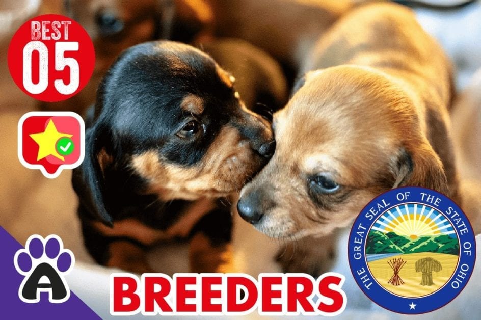 5 Best Reviewed Dachshund Breeders In Ohio! 2021 (Guide)