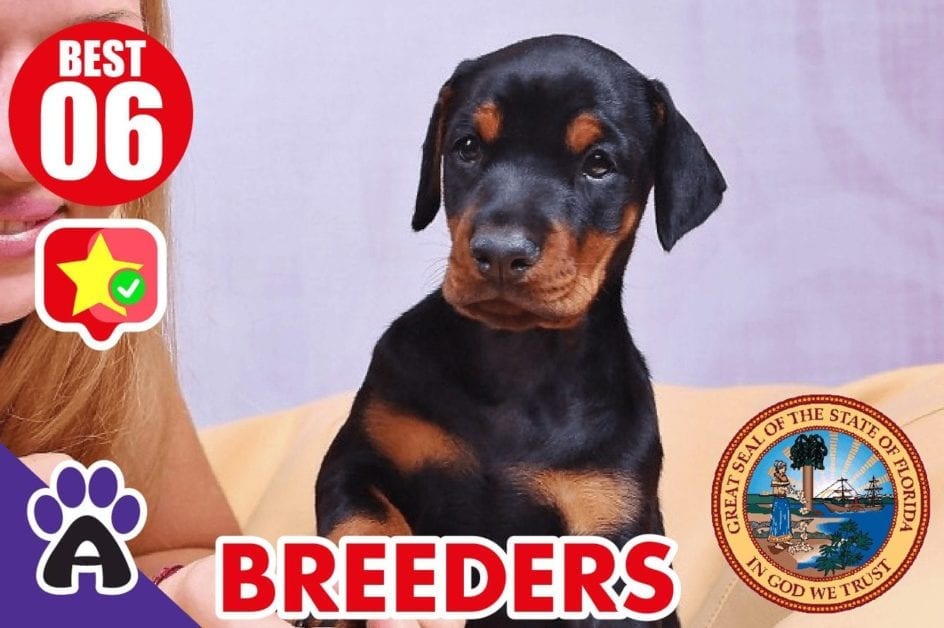 6 Best Reviewed Doberman Breeders In Florida 2021 (Puppies For Sale)