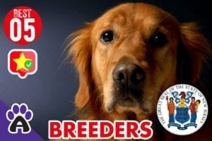 5 Best Reviewed Golden Retriever Breeders In New Jersey 2021 (GUIDE)