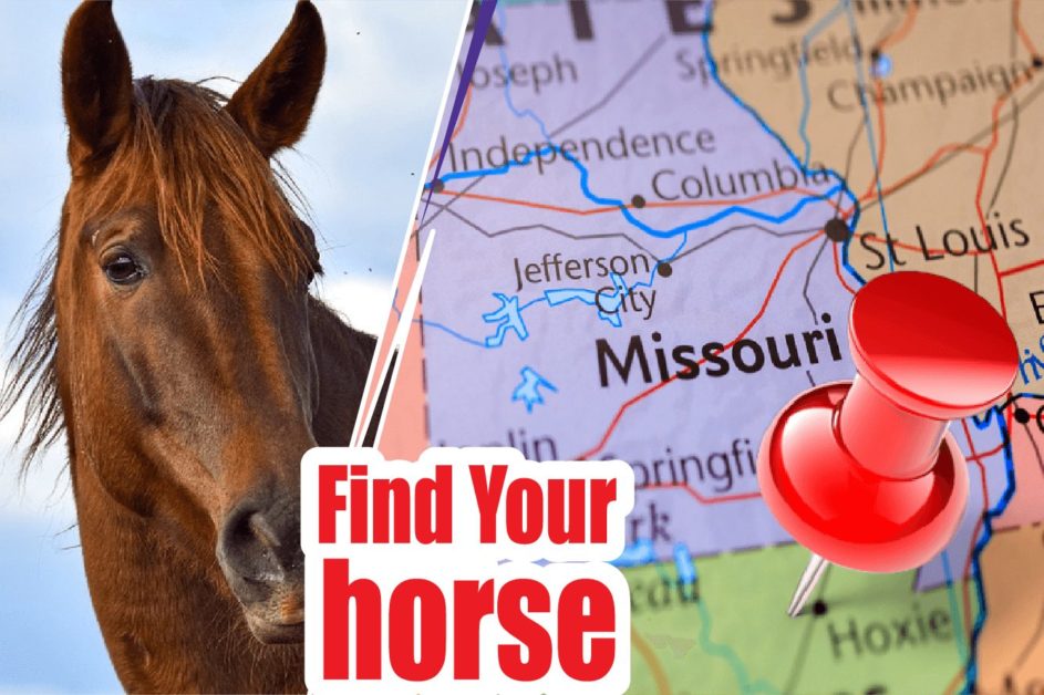 9 BEST REVIEWED HORSE BREEDERS IN Missouri 2021 (HORSES FOR SALE)