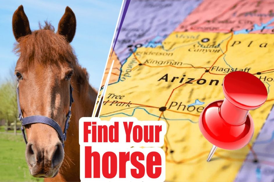 12 BEST REVIEWED HORSE BREEDERS IN ARIZONA 2021 (HORSES FOR SALE)