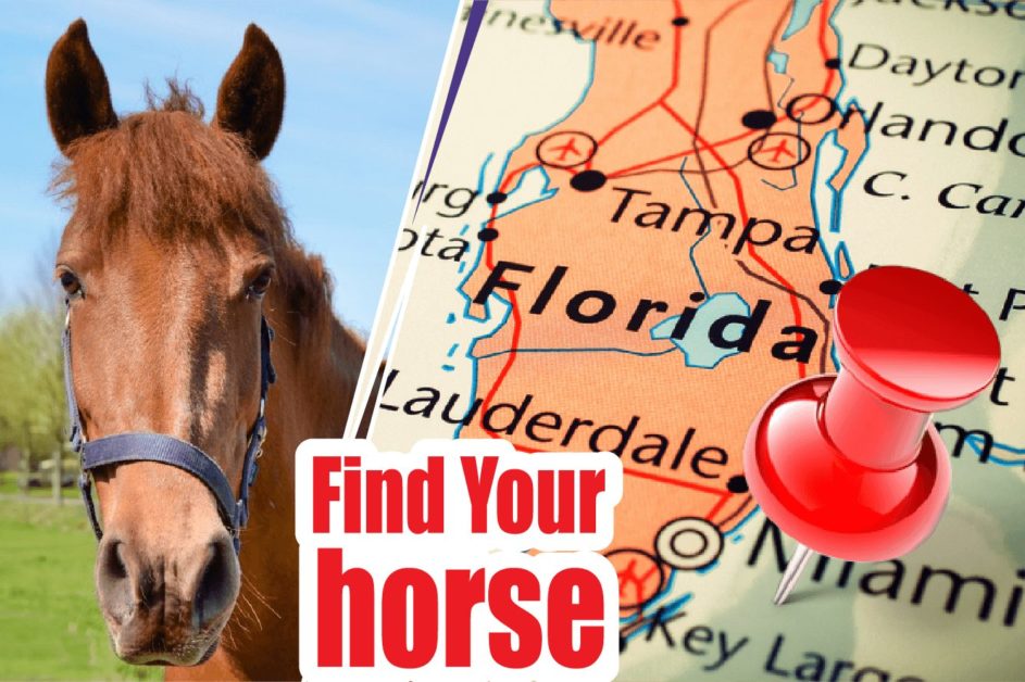 BEST REVIEWED HORSE BREEDERS IN FLORIDA 2021 (HORSES FOR SALE)