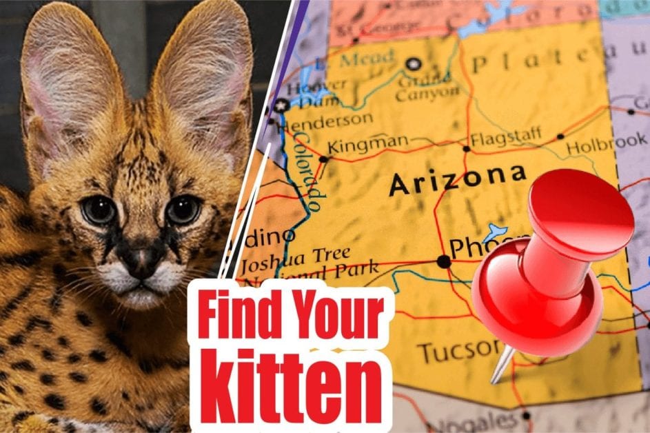50+ Best Cat Breeders In Arizona 2021 (Kittens For Sale)