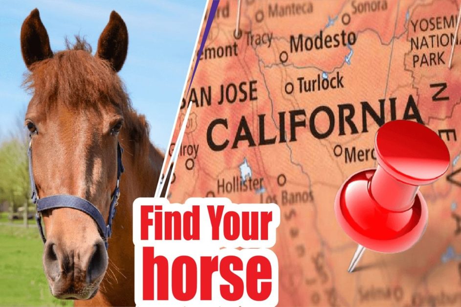 14 BEST REVIEWED HORSE BREEDERS IN CALIFORNIA 2021 (HORSES FOR SALE)