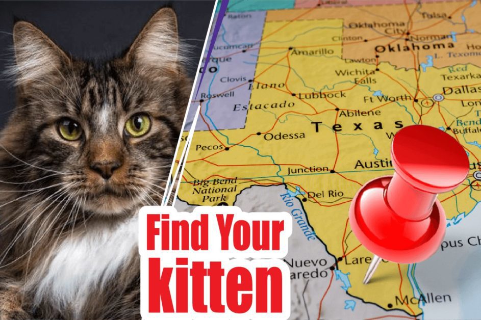 BEST CAT BREEDERS IN Texas 2021 (KITTENS FOR SALE)